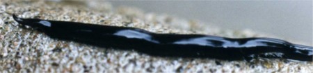 flat black worm