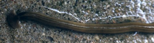 flat head worm
