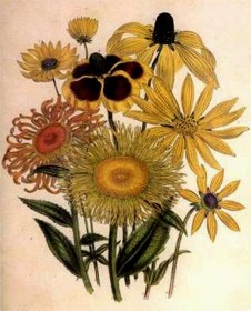 old print of yellow flowers