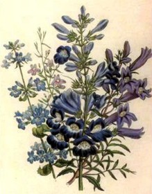 old print of blue flowers