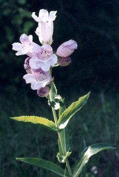 foxglove