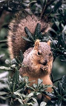 fox squirrel