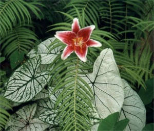Japanese lily, wood ferns, and caladiums