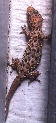 Mediterranean gecko