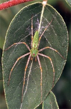 male green lynx spider on honeysuckle leaf