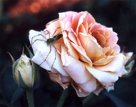 green lynx spider on rose