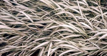 variegated grass