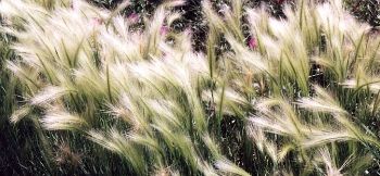 squirreltail grass