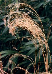 dry ornamental grass seed heads