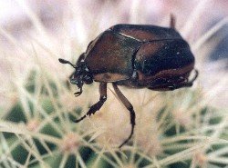 green June beetle on cactus