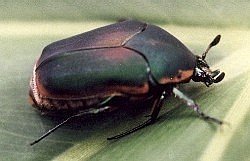 green June beetle on philodendron