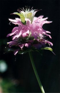 horsemint blossoms