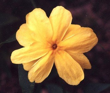 primrose jasmine flower