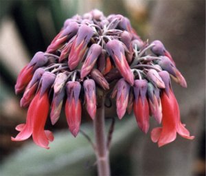 kalanchoe buds and blossoms