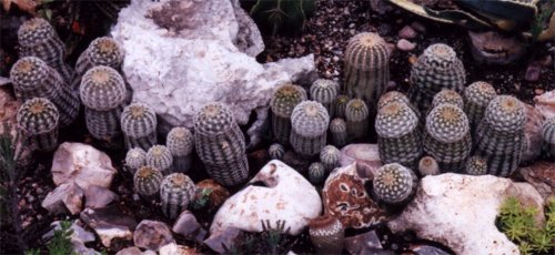 lace cactus