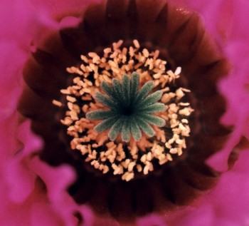 center of lace cactus blossom
