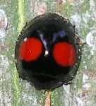 twice-stabbed ladybird beetle