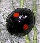 twice-stabbed ladybird beetle
