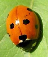seven-spotted ladybird beetle