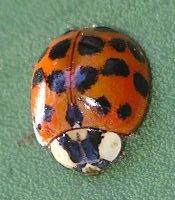 multi-colored Asian ladybird beetle