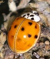 multi-colored Asian ladybird beetle