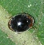 dusky lady beetle