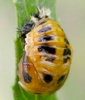 multi-colored Asian ladybird beetle pupa
