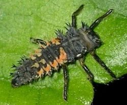 multi-colored Asian ladybird beetle larva