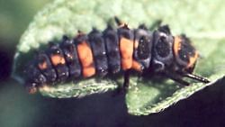 ladybird beetle larva, possibly convergent lady beetle
