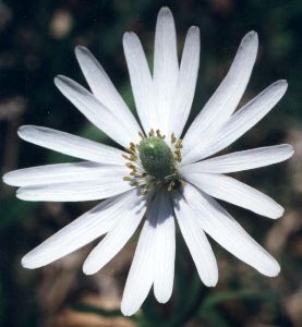 ten-petal anemone