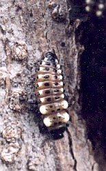 cottonwood leaf beetle larva