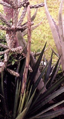 lechuguilla with young flower stalk, with cholla and century plant