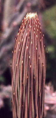 lechuguilla plant