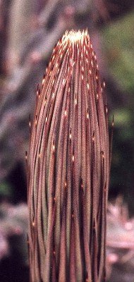 tip of young lechuguilla flower stalk