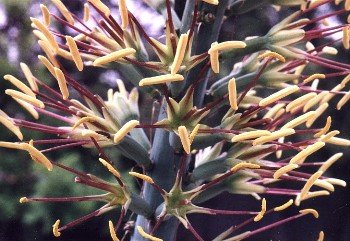 lechuguilla blossoms