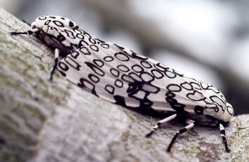 leopard moths mating