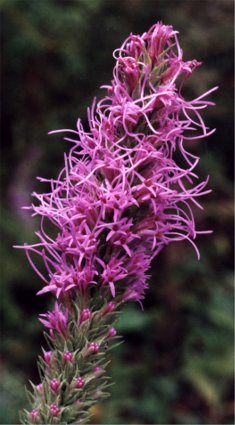 liatris