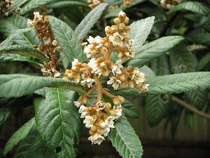 loquat leaves and blossoms