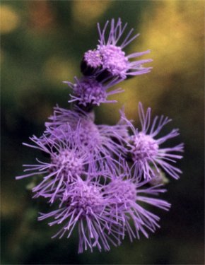 purple mist flower