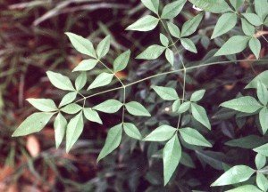 nandina foliage