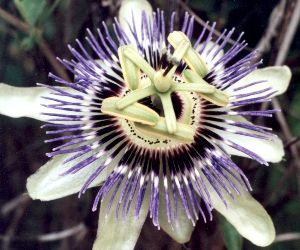 blue passionflower