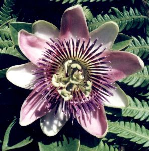 pink passionflower