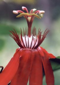 red passionflower