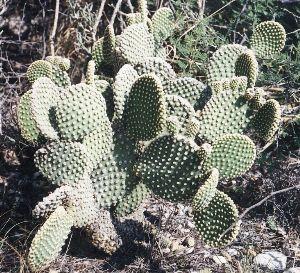 small prickly pear cactus
