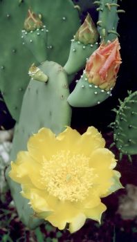 spinless prickly pear cactus blossom and buds