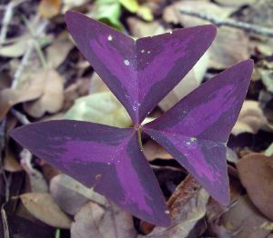 purple oxalis