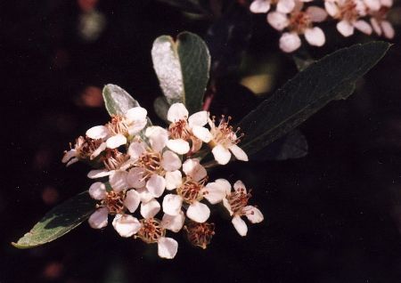 pyracantha blossoms