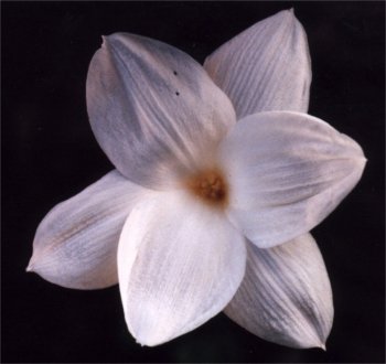 white rain-lily