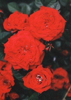 miniature roses