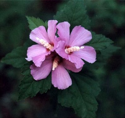 Rose of Sharon blossoms